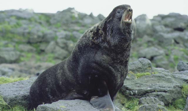 North Pacific Fur Seal Convention of 1911 Logo