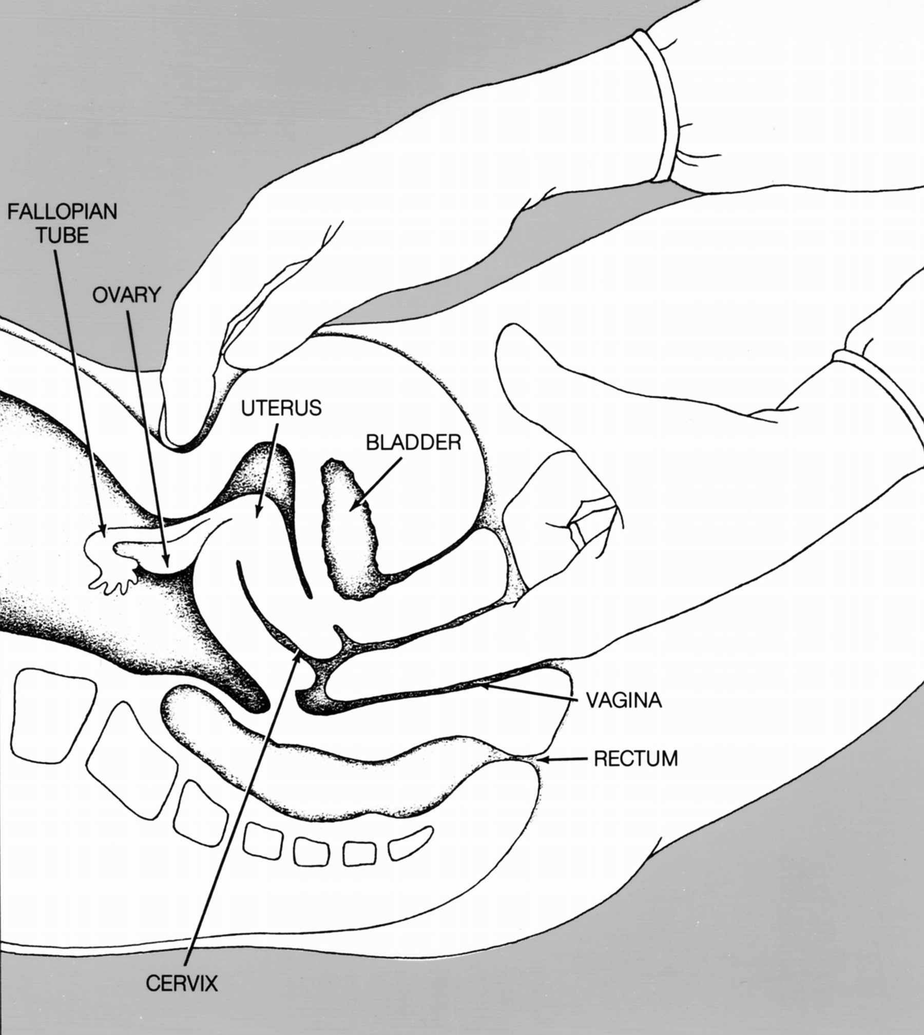 Pelvic examinations under anesthesia by medical students without consent Logo